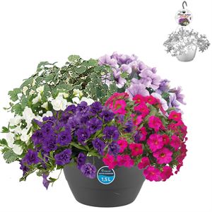 Bild von Hp27 multi Mix 02